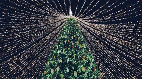 ¿cuál Es El Origen Del árbol De Navidad Y Cómo Se Hizo Una Tradición