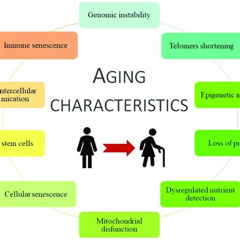 Causes Of Accelerated Aging In Patients With Chronic Kidney Disease