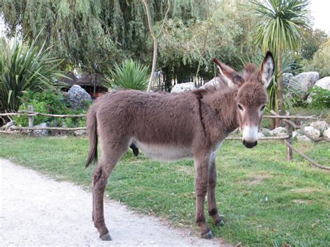 Zoo En Gironde Pour Voir Des Animaux Exotiques La Ferme Exotique