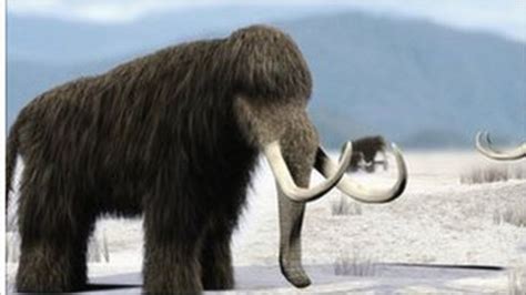 Russian Scientists To Attempt Clone Of Woolly Mammoth Bbc News