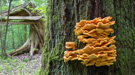 3 Edible Wild Mushrooms And 5 To Avoid
