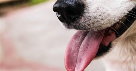 Closeup Photo Of Dog Showing Tongue · Free Stock Photo