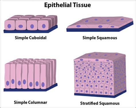 Epithelial Tissues Types Of Epithelial Tissues The Nurse Page
