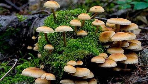How Does A Mushroom Grow Garden Guides