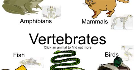Hewan vertebrata adalah hewan yang memiliki tulang belakang. Contoh Hewan Yang Berkembang Biak Ovovivipar - Toast Nuances