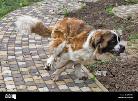 Saint Bernard Dog Hi Res Stock Photography And Images Alamy