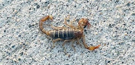 Keremeos Woman Spots Scorpion Before Her Dog Gobbled It Up As A Snack