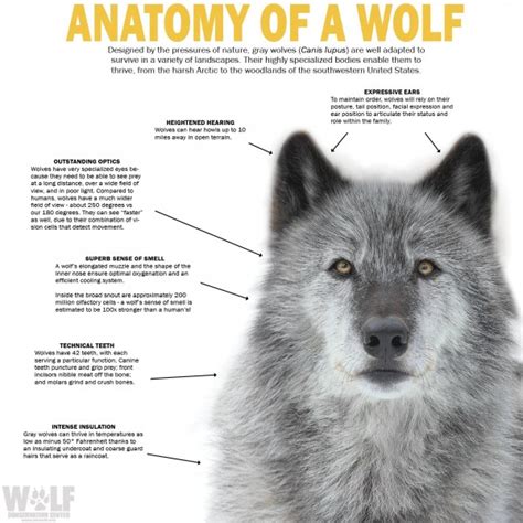 National Wolf Awareness Week
