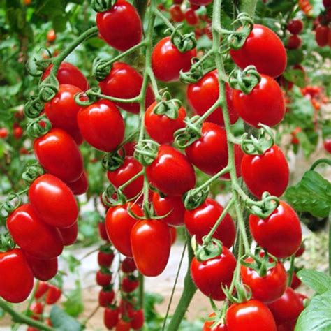 Big Promotion Heirloom 100 Red Cherry Tomatoes Vegetable Seeds Easy To