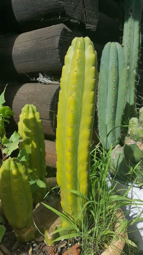 HELP SICK/SAD YELLOWING TRICHOCEREUS CACTUS - Cacti & Succulents - The ...