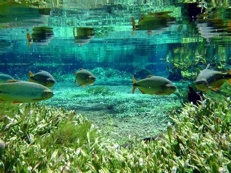 Cidade De Bonito Mg Bonito Brasil Santuário Ecológico Biomas