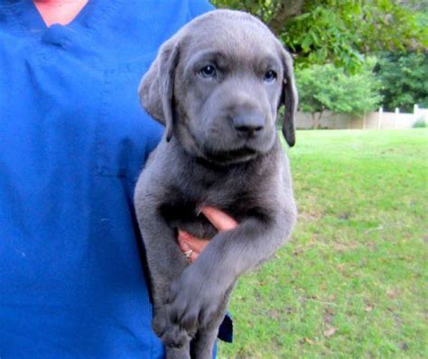 Akc Charcoal Labrador Retriever Puppy For Sale In Bristol Wisconsin