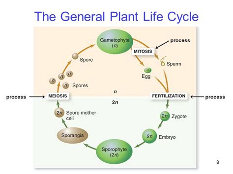 Plant Life Cycle Plant Cell Fertilization Process