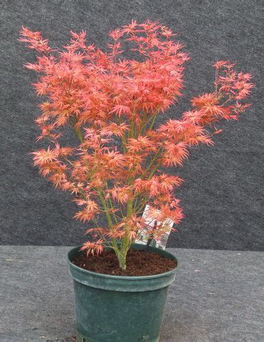Wilsons Pink Dwarf 2016 Acer1987 Died 2017 Japanese Maple Tree