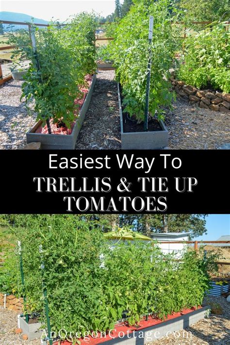 Trellising Tomatoes The Easy Way An Oregon Cottage In 2022 Garden