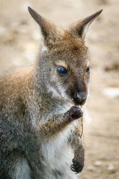 Baby Kangaroo Free Stock Photo Public Domain Pictures
