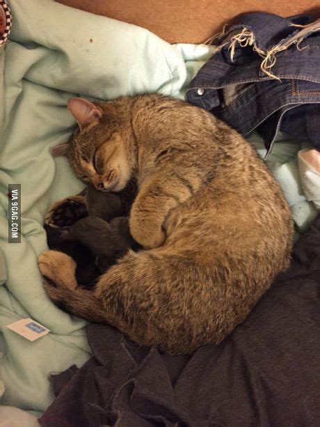 I Gave A Pregnant Stray Cat A Box And She Gave Birth Within Minutes
