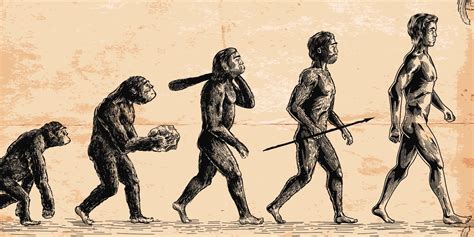 Evolution Human Evolution And The Evolution Of Tw