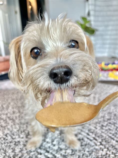 7 Best Peanut Butter Brands For Dogs In 2022 That Are Safe And Healthy