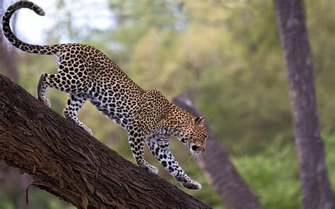 Wild Animal Leopard Come Down From Tree Wallpaper Hd Wallpapers