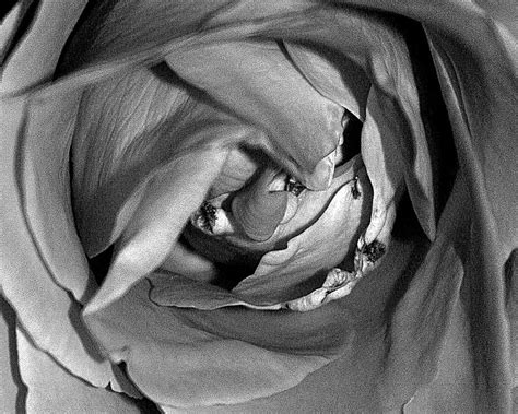Rosebud Photograph By William Feig Fine Art America
