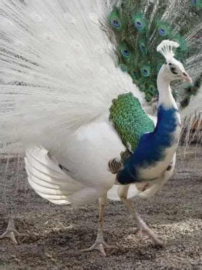 Rare Peacock White Blue Peacock Universe Magic