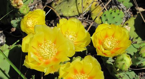 Eastern Prickly Pear Cactus Tnc