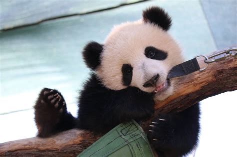At Eight Months Old Toronto Zoo Panda Cubs Starting To