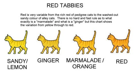 Learn about all the different types of tabby cats. COLOUR AND PATTERN CHARTS - ginger / red / orange tabby ...