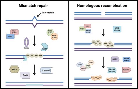 Dna Repair Pathways With Mutated Genes Highlighted Left Panel Dna