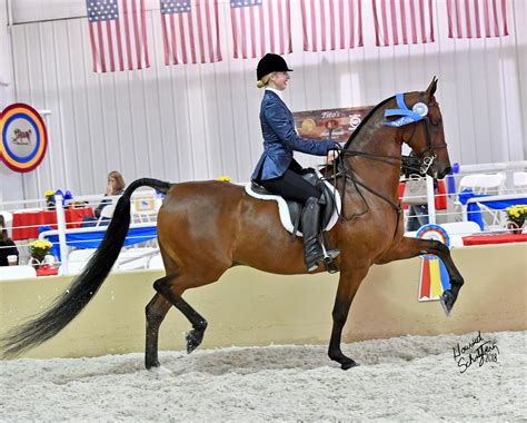 Riders Welcome American Saddlebred Hunter Country Pleasure Divisions