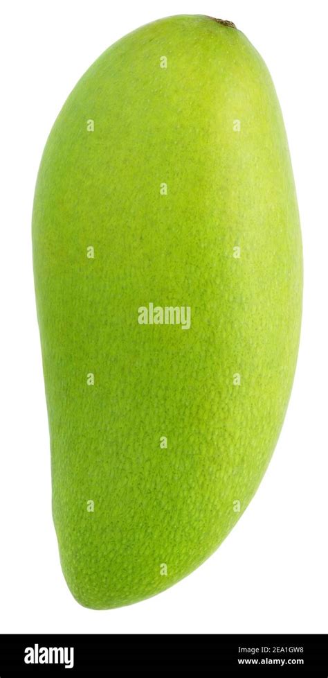 Single Whole Fresh Green Mango Fruit Isolated On White Background Stock