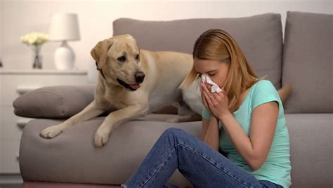 Got Dog Allergies Heres What To Do If Youre Allergic To Your Dog