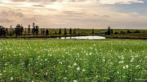 Berbagai pengetahuan mengenai tanaman bunga lawang di malaysia dan bunga hias lain nya. Ladang Kenaf Saji Panorama ala Oversea di Bumi Perthlis ...