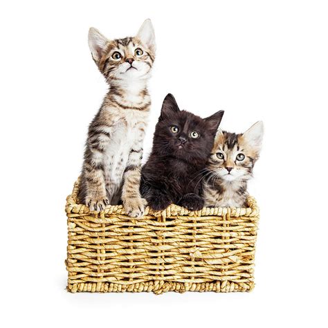 Three Cute Kittens In Basket Photograph By Good Focused Fine Art America