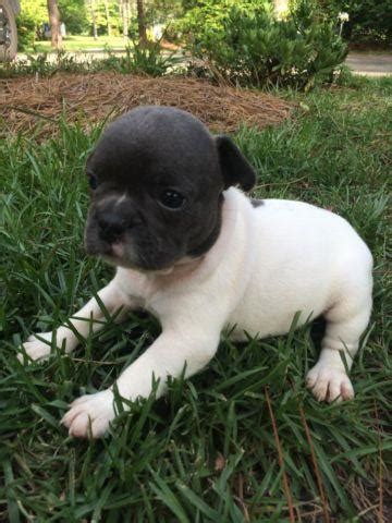 Vip puppies works with responsible english bulldog breeders nationwide. Blue French Bulldog Puppies For Sale. for Sale in Raleigh ...