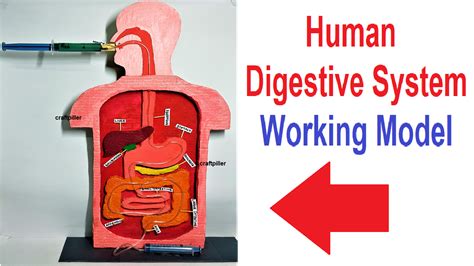 Digestive System Working Model For Science Project Exhibition Using