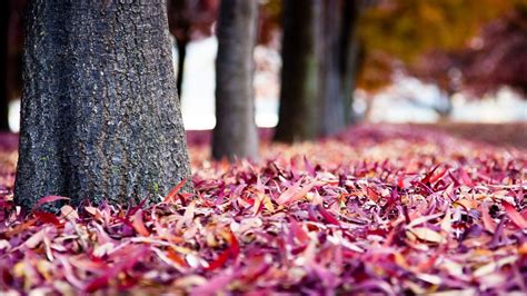 Autumn Leaves Purple Pink Hd Desktop Wallpapers 4k Hd