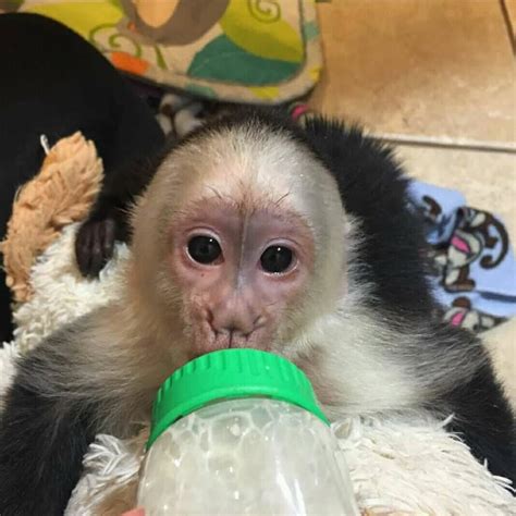 Capuchins Monkey Animals For Sale Greenway Chaplin On 291481