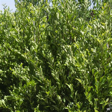 Dwarf Carolina Cherry Laurel Standard Trunk — Green Acres Nursery & Supply