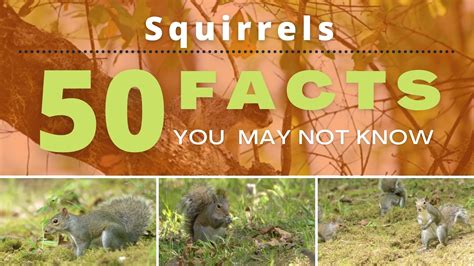 Squirrels 50 Facts You May Not Know Stories July 13 2022 South
