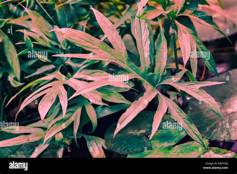 Ornamental Colorful Foliage Tropical Plant With Pink Leaves Natural