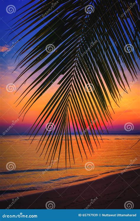 Silhouette Coconut Palm Trees On Beach At Sunset Stock Image Image