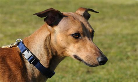 Whippet Information Dog Breeds At Thepetowners
