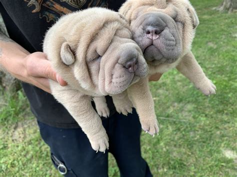 Chinese Shar Pei Puppies For Sale Cincinnati Oh 330848