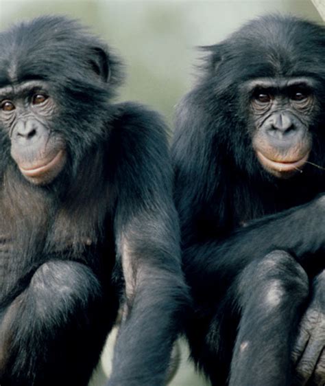 Nova The Last Great Ape The Bonobo In All Of Us Image 3 Pbs
