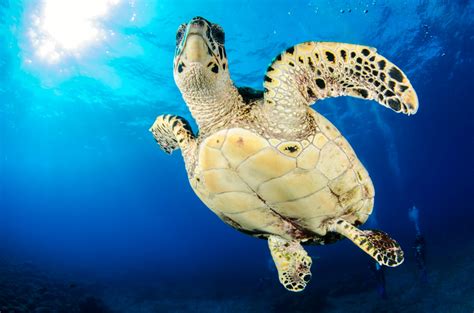 The Hawksbill Sea Turtle Another Critically Endangered Species In
