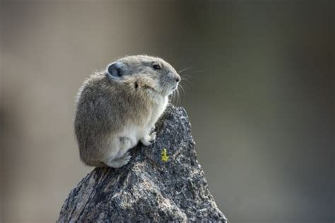8 Surprising Facts About American Pikas