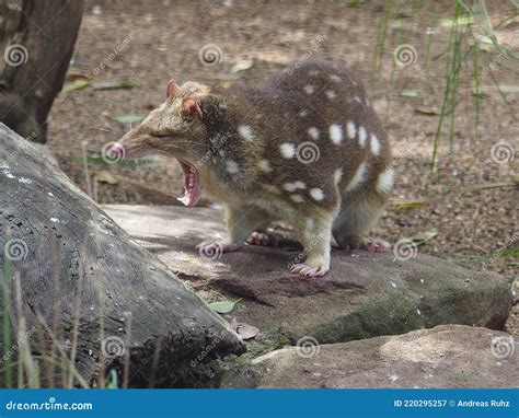 Awesome Breathtaking Unique Spotted Tail Quoll Stock Image Image Of