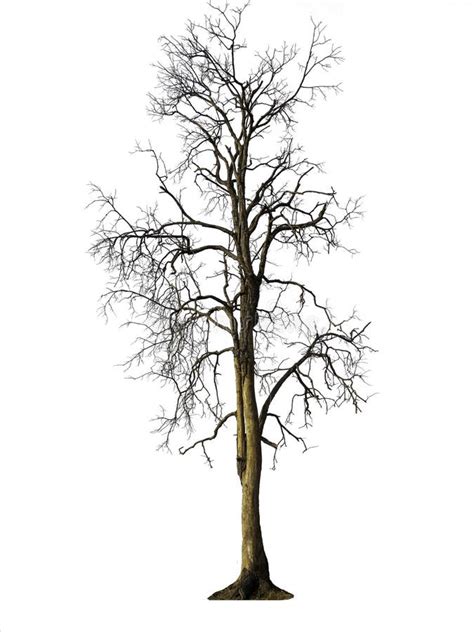 Isolated Tree Collection On White Stock Photo Image Of Natural